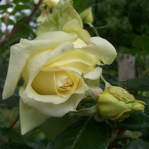 Poзa Эльф® - желтая - Лазающая плетистая роза (клаймбер) 